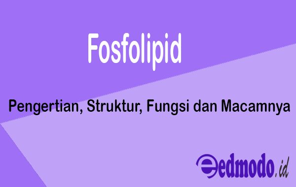 Fosfolipid - Pengertian, Struktur, Fungsi dan Macamnya