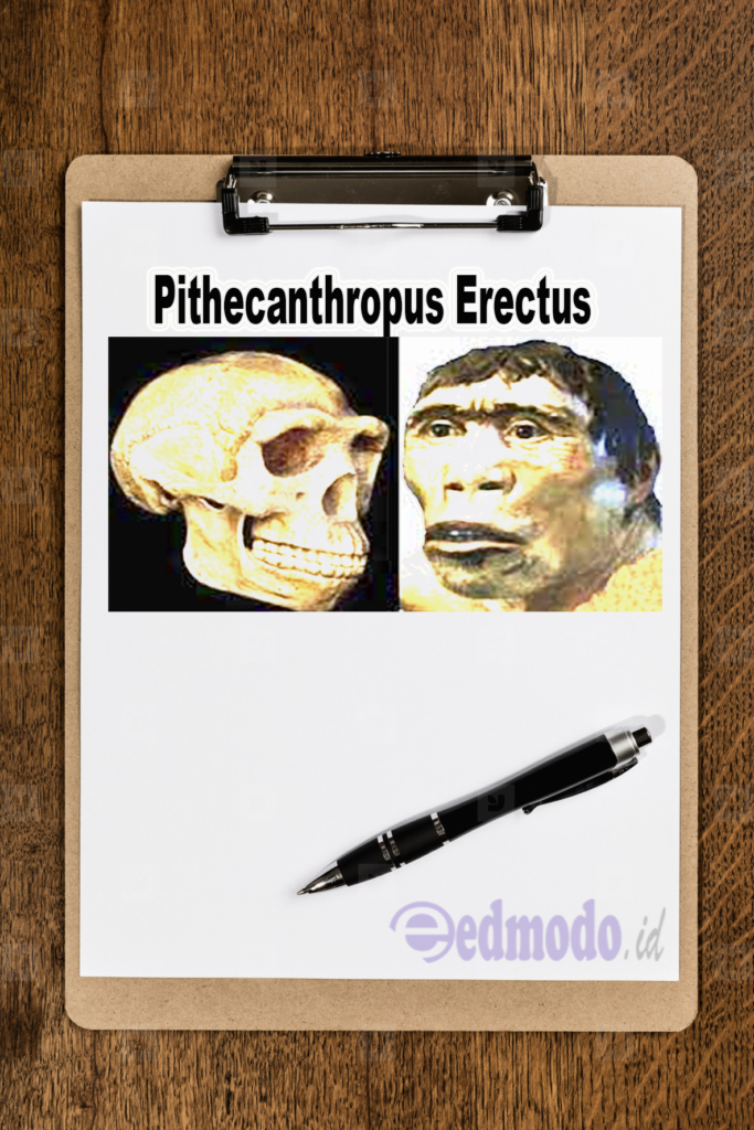 Pithecanthropus Erectus