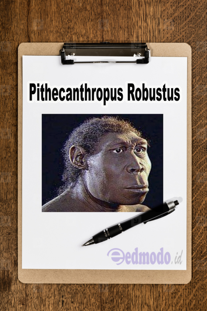 Pithecanthropus Robustus