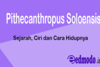 Pithecanthropus Soloensis - Sejarah, Ciri dan Cara Hidupnya