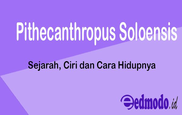 Pithecanthropus Soloensis - Sejarah, Ciri dan Cara Hidupnya