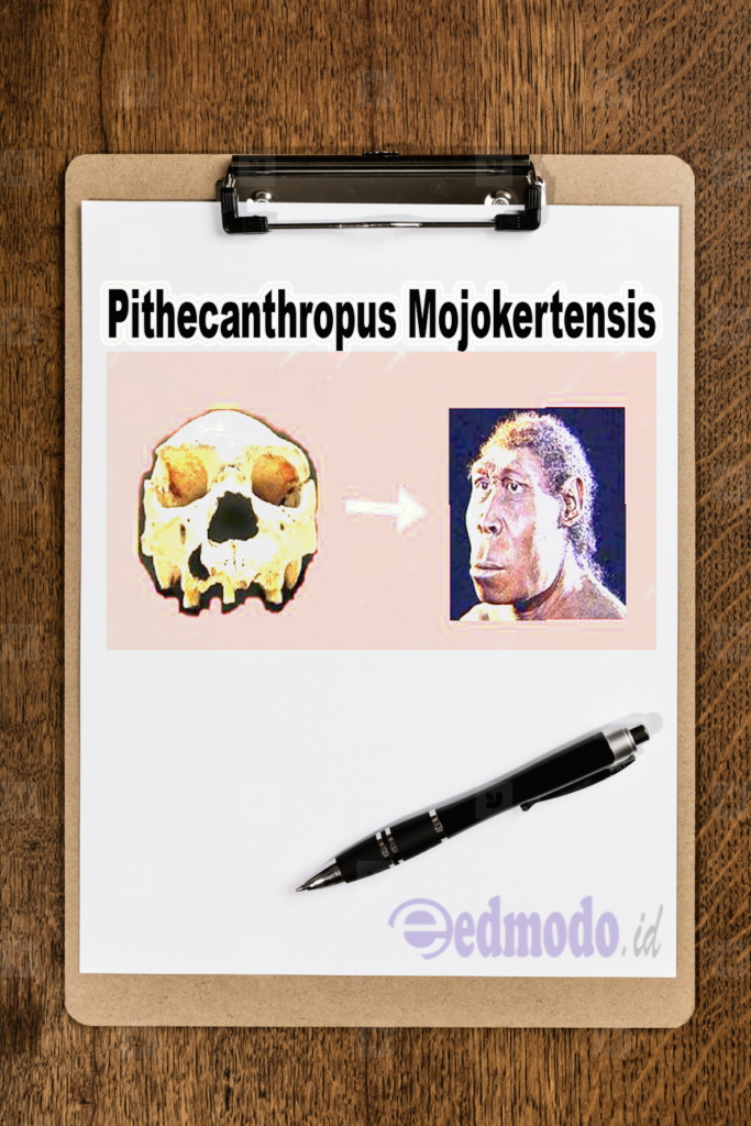 pithecanthropus mojokertensis