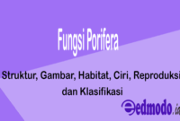 Fungsi Porifera - Struktur, Gambar, Habitat, Ciri, Reproduksi dan Klasifikasi