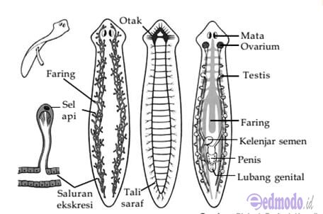 Struktur Tubuh Platyhelminthes